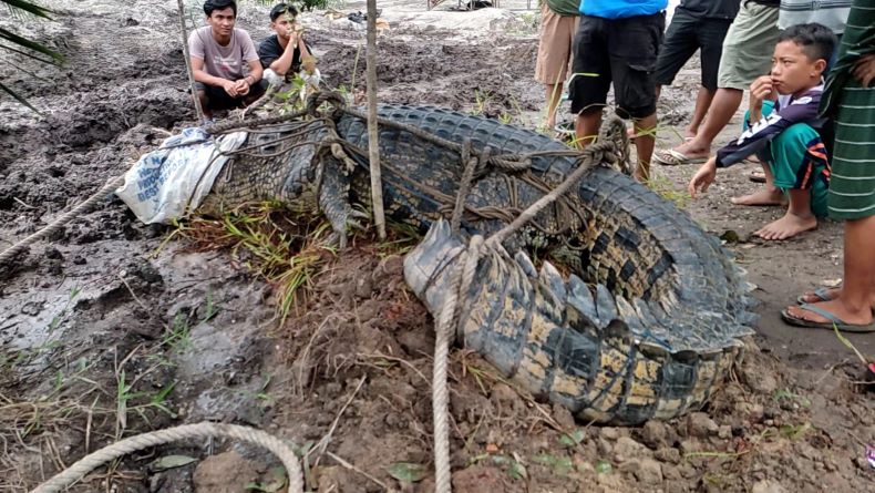 Ngeri, Warga Temukan Potongan Tangan Manusia saat Tangkap Buaya Ganas di Bangka