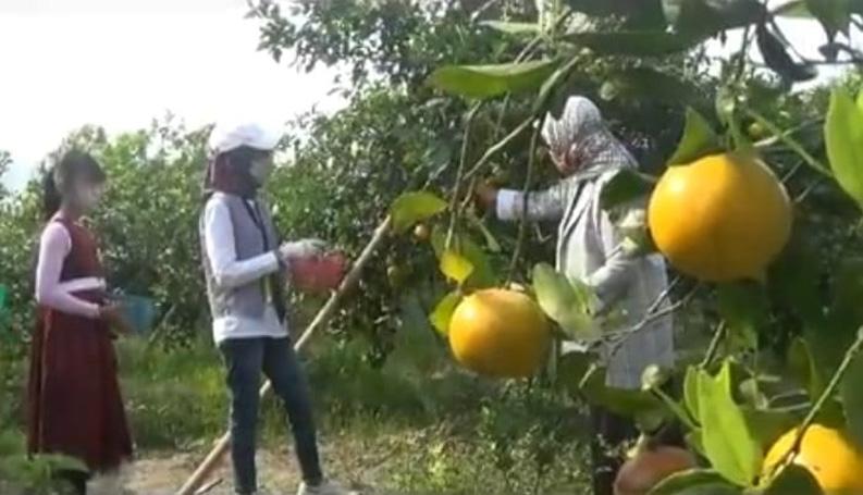 Pandemi Covid-19, Warga Magelang Ini Sulap Kebun Jeruk Jadi Lokasi Wisata Petik Buah
