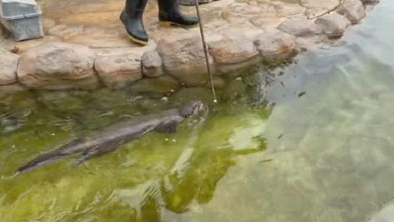 Lucunya! Berang-Berang Ini Kembalikan Ponsel Pengunjung yang Jatuh ke Kolam 