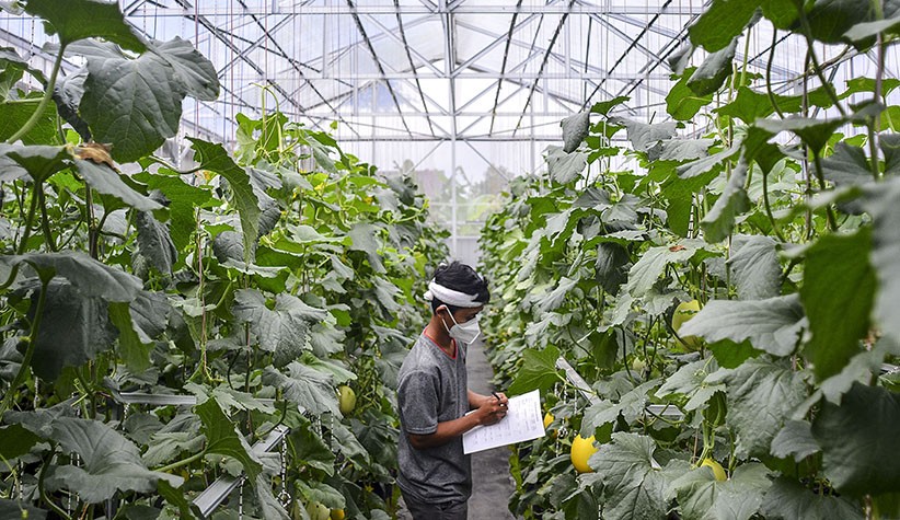 Milenial Mulai Lirik Sektor Pertanian, Kementan dan Kemenparekraf Kembangkan Agroecotourism 
