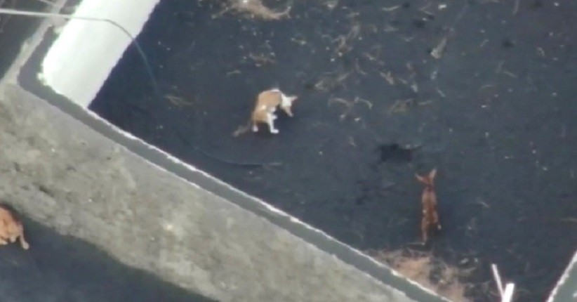 Drone Bakal Digunakan untuk Selamatkan 4 Anjing yang Terperangkap Lava Vulkanik