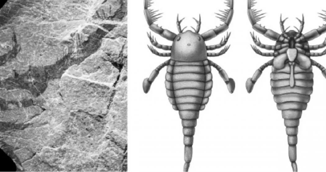 Kalajengking Laut Seukuran Anjing Ditemukan di China