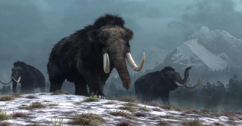 Bukan Perburuan, Kepunahan Mammoth Berbulu Disebabkan Perubahan Iklim