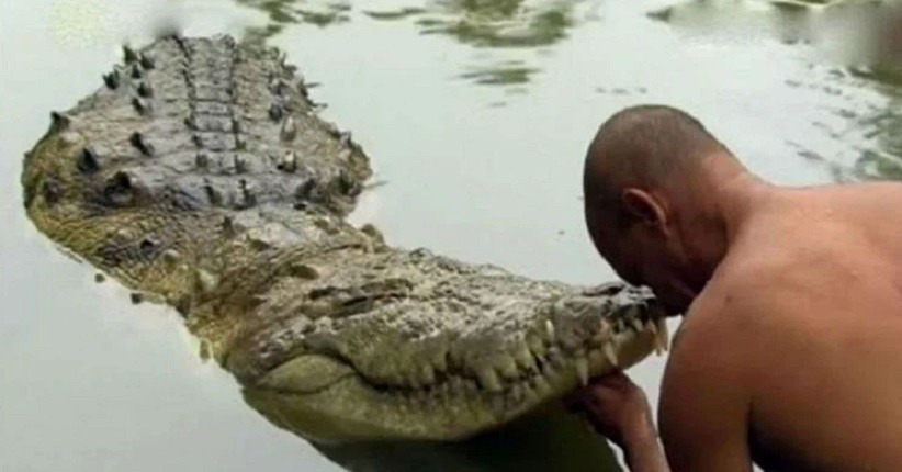 Unik, Buaya Vegetarian Tinggal di Kuil Hanya Makan Nasi 2 Kali Sehari