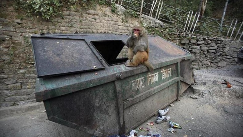 Nahas, Pria Tewas Dilempar Batu Bata oleh Monyet