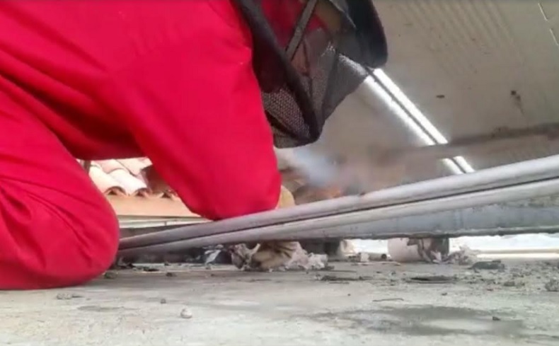 Dramatis, Evakuasi Sarang Tawon Vespa Affinis di Lantai 3 Rumah Warga Duren Sawit