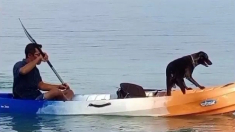 Viral! Diduga Disiksa Satpol PP, Anjing di Aceh Singkil Mati