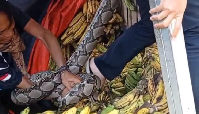  Ular Sanca 4 Meter Sembunyi di Tumpukan Pisang, Pedagang Pasar Nyomplong Sukabumi Geger