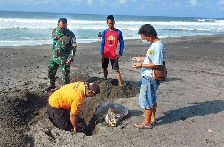 Bangkai Penyu Ditemukan Terdampar di Pantai Pandansari Bantul, Kepalanya Hilang