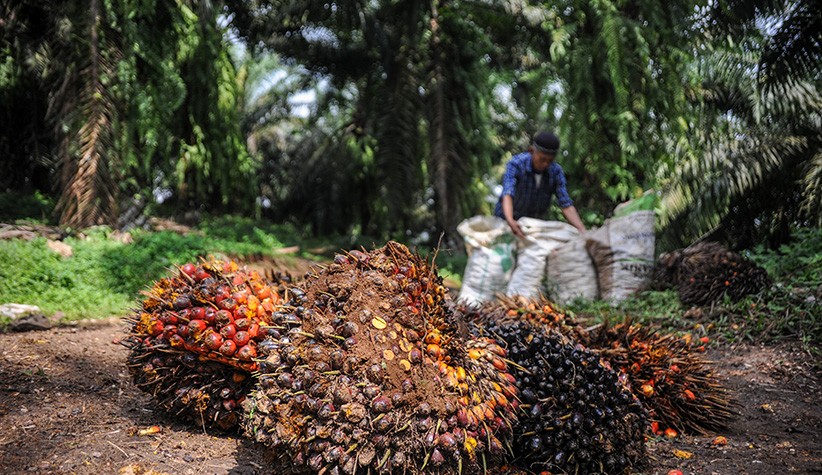 Dana Peremajaan Sawit Naik jadi Rp60 Juta per Kebun