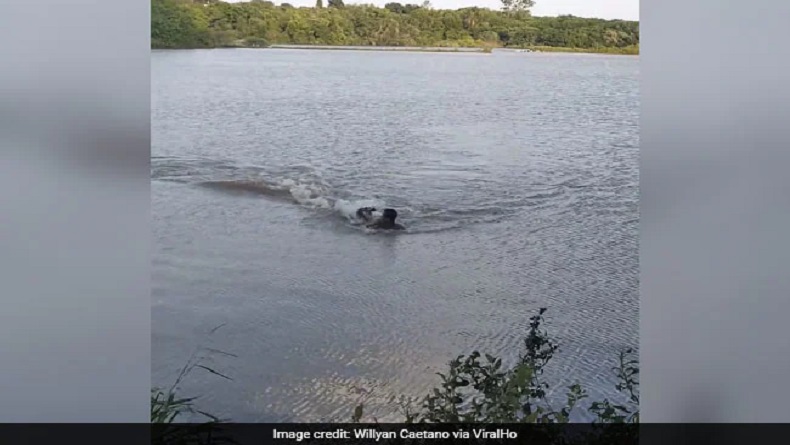 Pria Ini Selamat setelah Nekat Berkelahi dengan Buaya Ganas di Danau