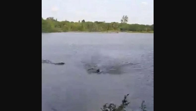 Sempat Diseret ke Air, Pria Ini Selamat dari Serangan Buaya 