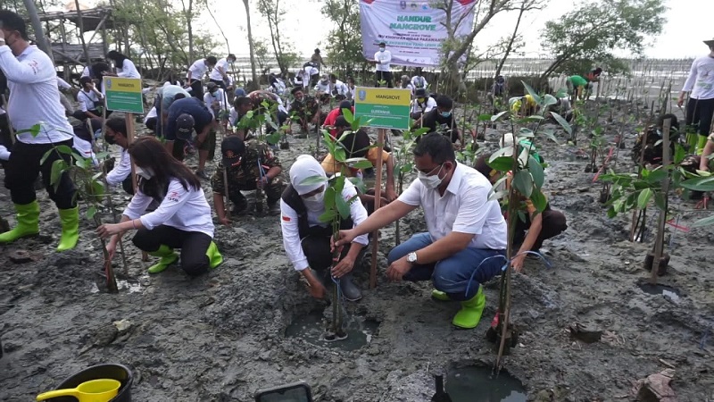 Cegah Abrasi, Gubernur Khofifah Gencarkan Aksi Nandur Mangrove di Pesisir Gresik 