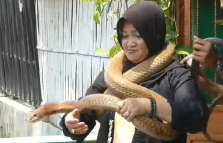 Rayakan Ultah, Ratu Ular di Purwokerto Ini Bergulat dengan King Cobra