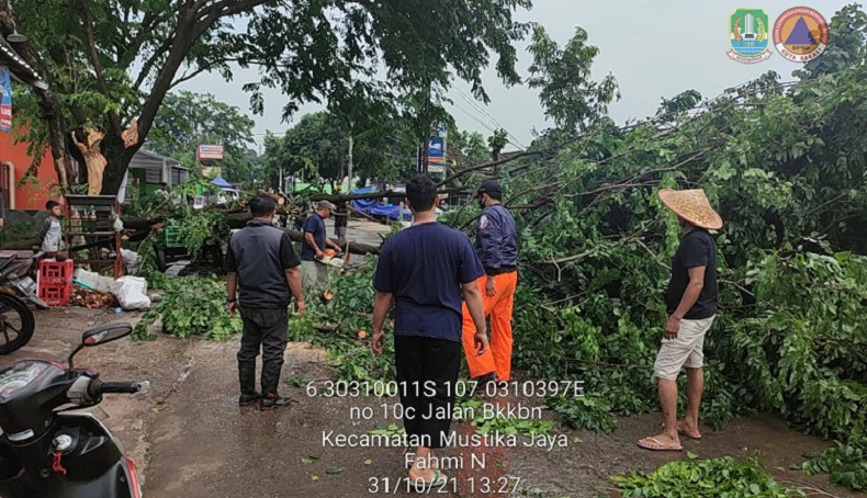 Hujan Deras, Pohon Tumbang Timpa Mobil di Bekasi