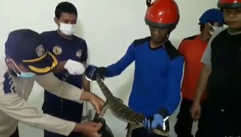 Penghuni Rumah Kaget, Seekor Biawak Tiba-Tiba Turun dari Plafon Kamar Mandi