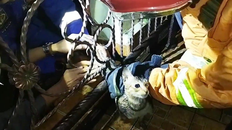 Aksi Damkar Bukittinggi, Selamatkan Kucing Milik Warga yang Terjepit di Pagar