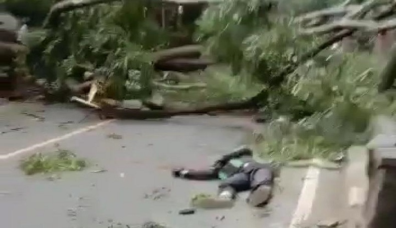 Tertimpa Pohon Tumbang di Purwakarta, Driver Ojol Terkapar Bersimbah Darah