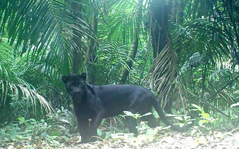 Ngeri, Belasan Macan Kumbang Berkeliaran di Pulau Nusakambangan 
