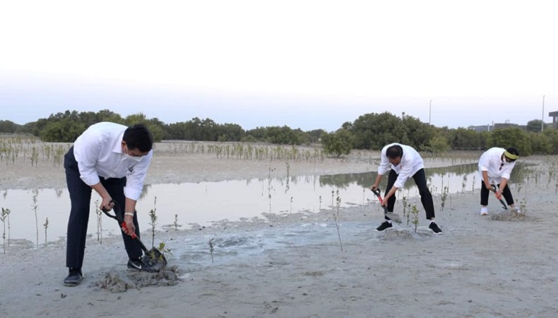 Jokowi Tanam Mangrove di Abu Dhabi Usai Bertemu Putra Mahkota