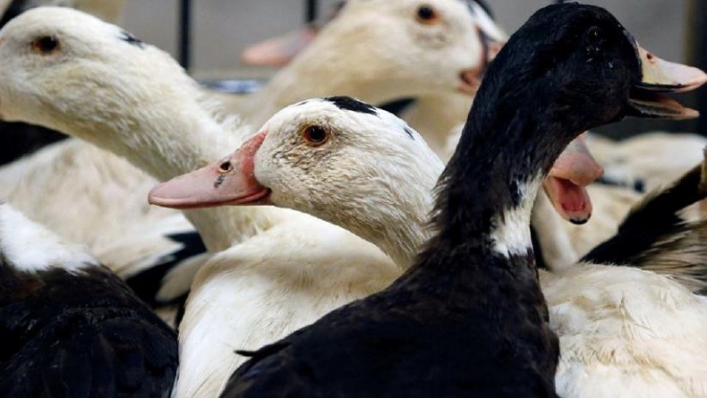 Heboh Kabar 200 Bebek Peking Positif Flu Burung di Hulu Sungai Utara, Ini Faktanya