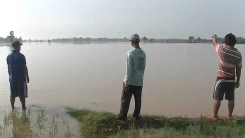 Sungai Cijambe Meluap, Ratusan Hektare Sawah di Pantura Subang Terendam Banjir