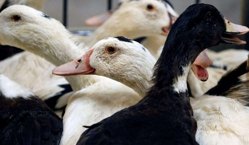 Prancis Tiba-Tiba Perintahkan Lockdown Semua Unggas Ternak, Ada Apa? 