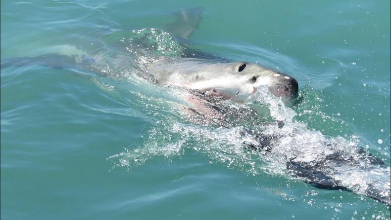 Ikan Hiu Serang Wisatawan di Pantai, 1 Orang Hilang