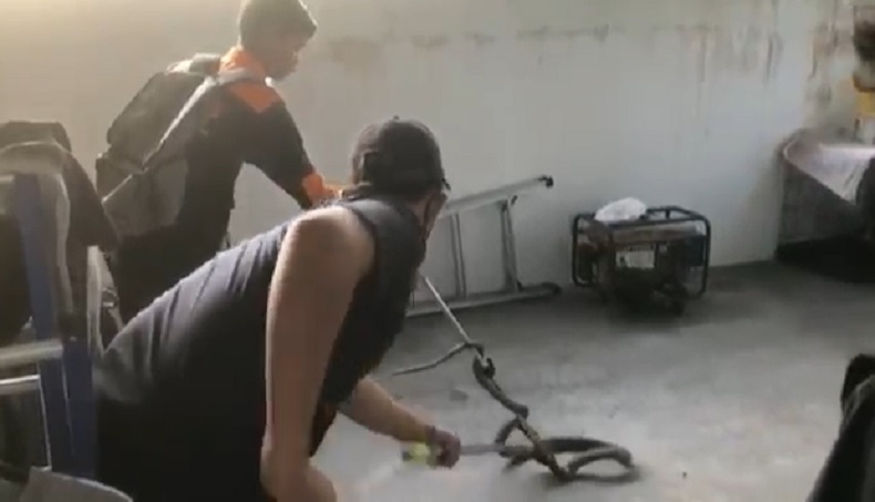 Bikin Panik, Ular King Kobra 2 Meter Masuk ke Rumah Warga