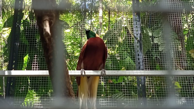Asal Usul Burung Cenderawasih, Kisah Seorang Anak Bernama Kweiya Tersesat di Hutan