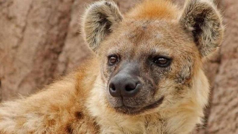 Pertama di Dunia, 2 Ekor Hyena di Kebun Binatang Ini Positif Covid-19