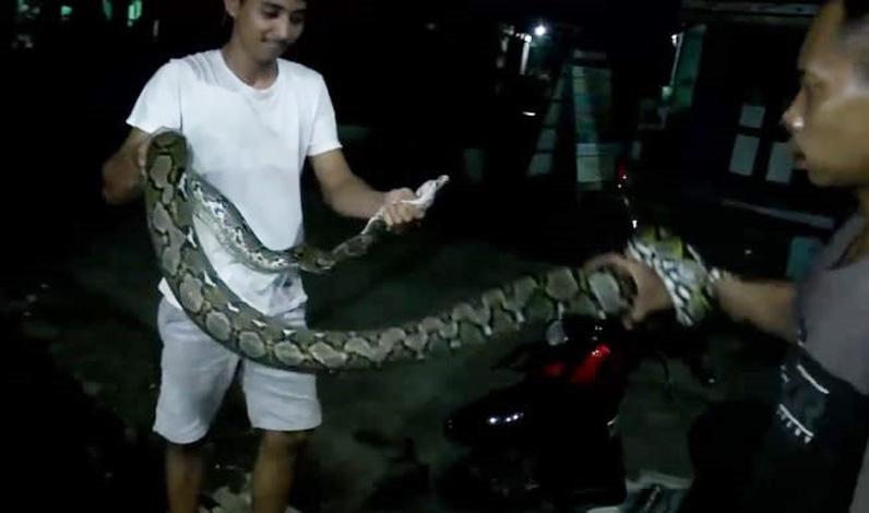 Sepasang Ular Piton Teror Permukiman Warga di Desa Mulyoharjo Jepara