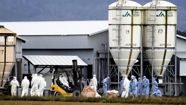 Wabah Flu Burung Terus Mencengkeram Jepang, 680.000 Ayam Dimusnahkan
