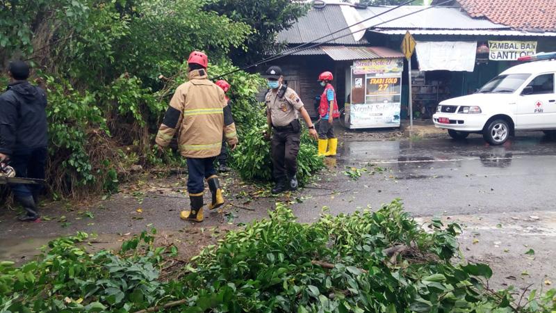 Hujan Lebat Disertai Angin Landa Kebumen, Pohon Beringin Berukuran Besar Tumbang 