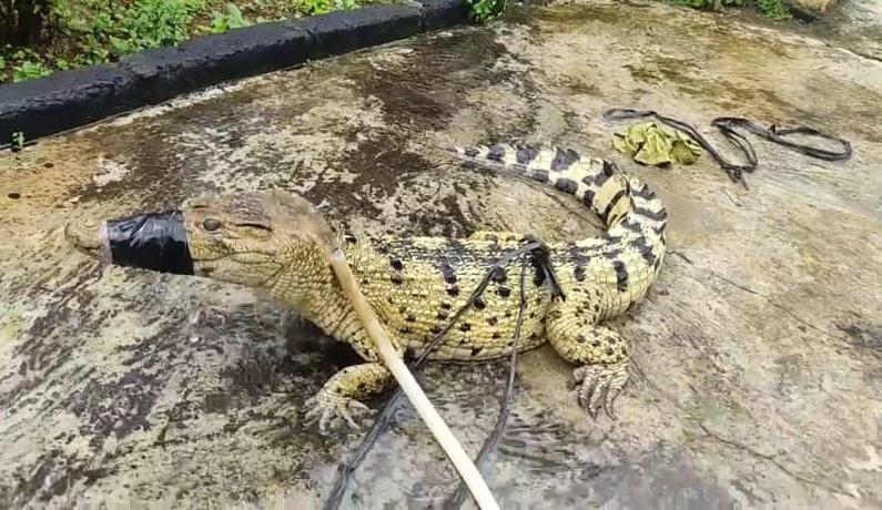  Duh Menyeramkan, Buaya Muara Ini Berkeliaran di Kebun Warga 