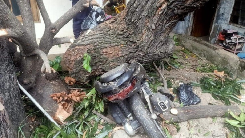 Pohon Besar Tumbang di Utan Kayu Jaktim Timpa Rumah dan Motor, Begini Kondisinya