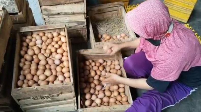 Harga Telur Kembali Anjlok, Peternak Ayam di Boyolali Resah 
