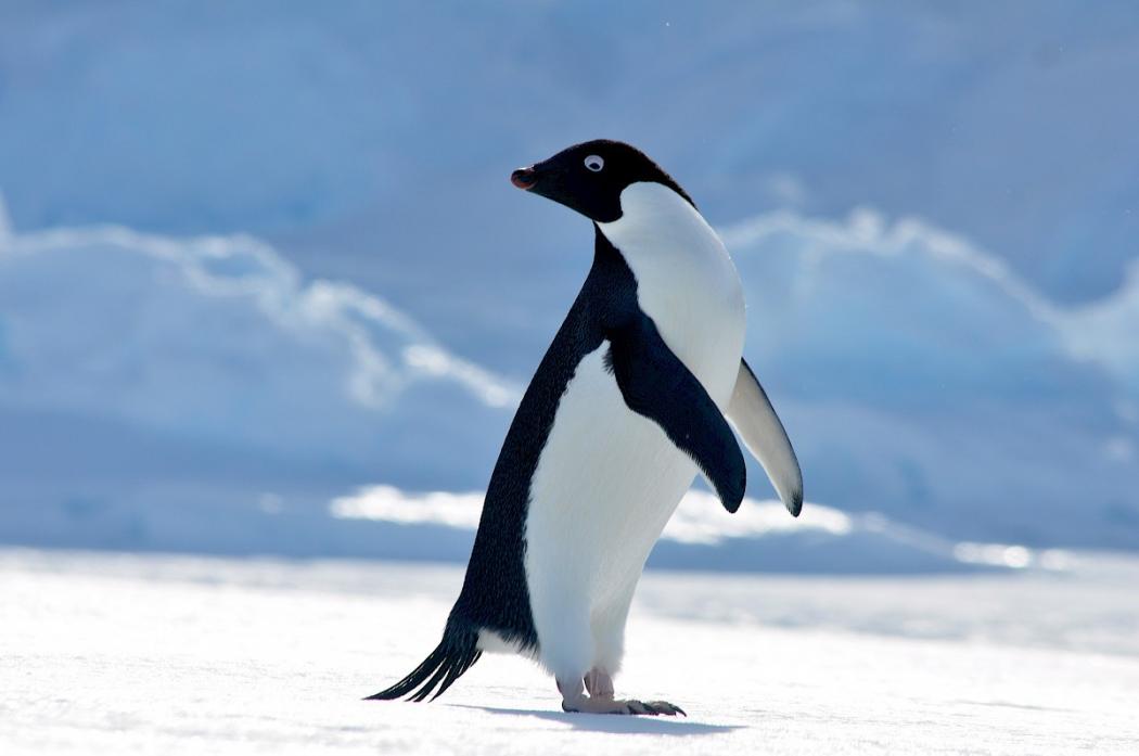Penguin Ini Tempuh 3.000 Km dari Antarktika ke Selandia Baru, Ditemukan Kelelahan