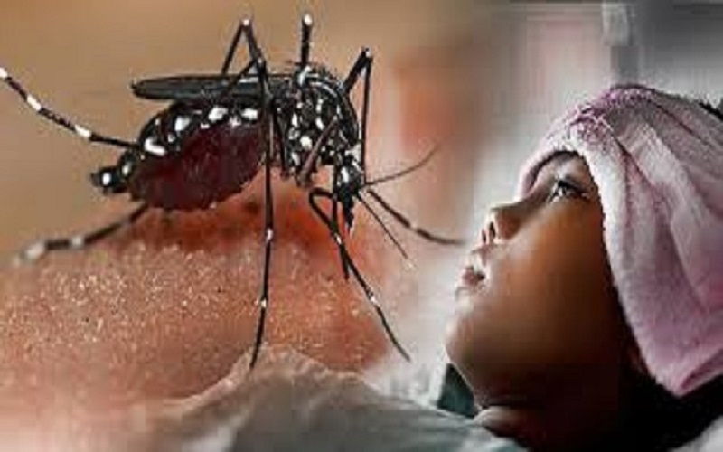  Waspada DBD, Dinkes Kulonprogo Aktifkan Jumatik 