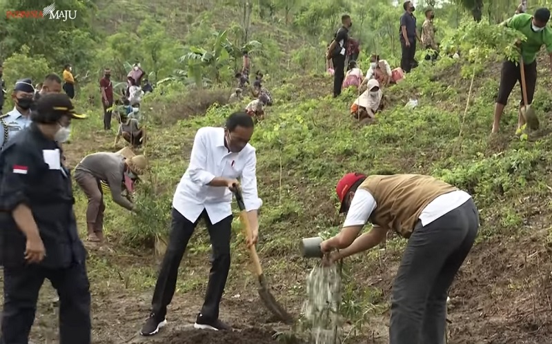 Lanjutkan Kunker di NTB, Jokowi Tanam Pohon Kayu Putih di Gunung Pepe