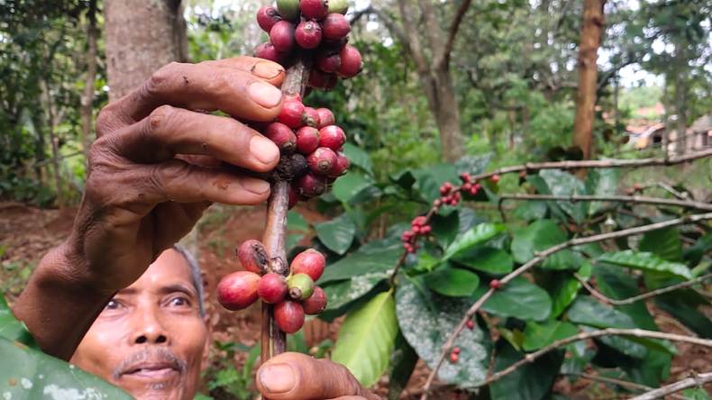 Pemkab Temanggung Target 500.000 Bibit Kopi Ditanam pada 2022, Ini Tujuannya 