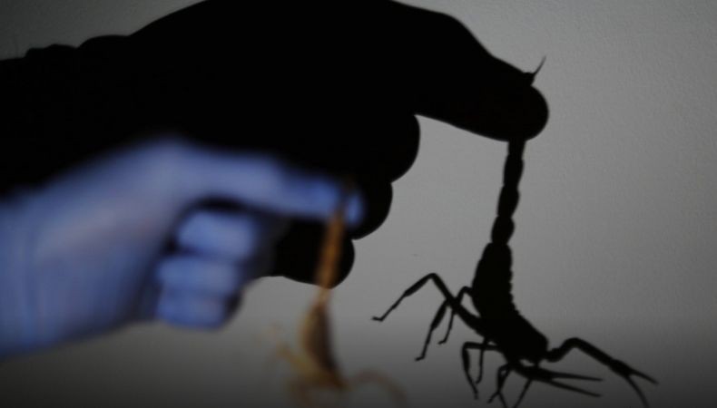 Kalajengking dan Ular Serang Penduduk Kota, 3 Orang Tewas Ratusan Lainnya Dirawat