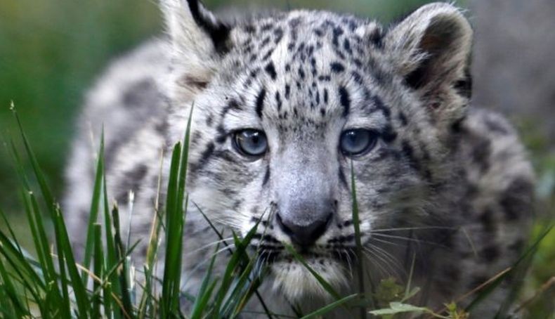 3 Macan Tutul Mati di Kebun Binatang akibat Covid-19, Harimau Sumatera Sembuh