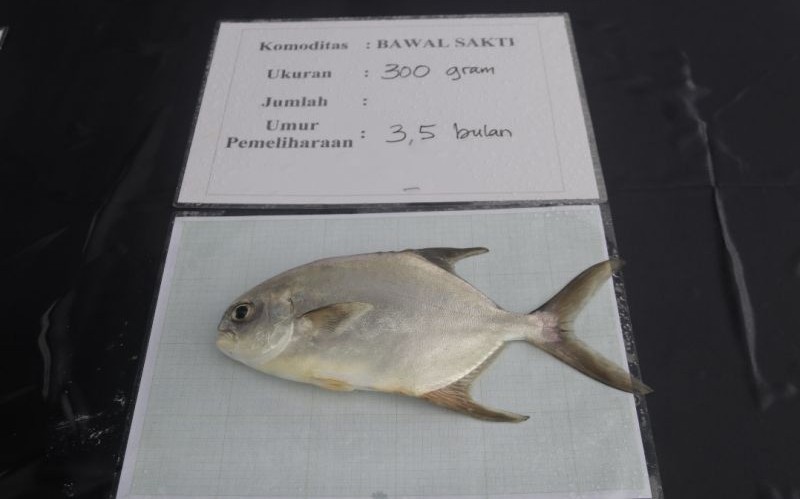 KKP Produksi Benih Ikan Bawal Hibrida secara Massal