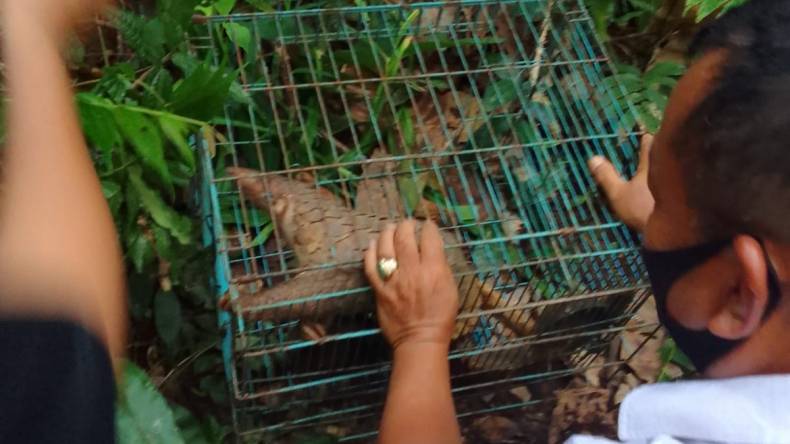 3 Satwa Dilindungi Dilepasliarkan di Hutan Biologi Universitas Andalas