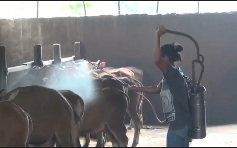 Palembang Diserang Penyakit Aneh, 79 Sapi Mati Mendadak Kerugian Capai Ratusan Juta