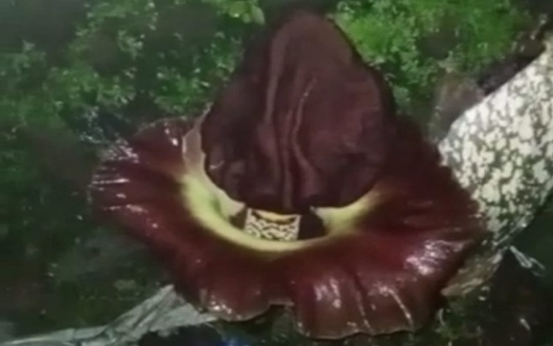 Heboh, 2 Bunga Bangkai Tumbuh di Kampung Cipayung Sukabumi, Baunya Menyengat