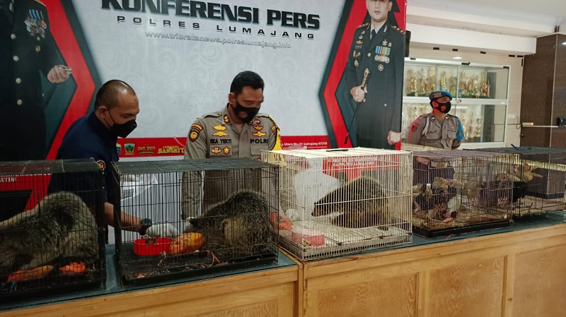 Polres Lumajang Amankan 11 Satwa Dilindungi dari Rumah Warga 