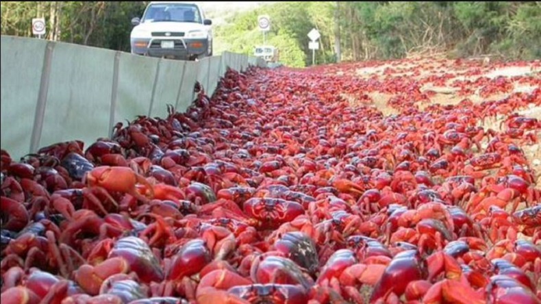 Merinding, Jutaan Kepiting Merah Migrasi ke Laut Jadikan Jalanan Lautan Merah