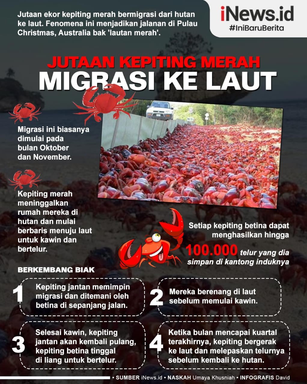 Infografis Migrasi Jutaan Kepiting Bikin Jalan Raya Jadi Lautan Merah